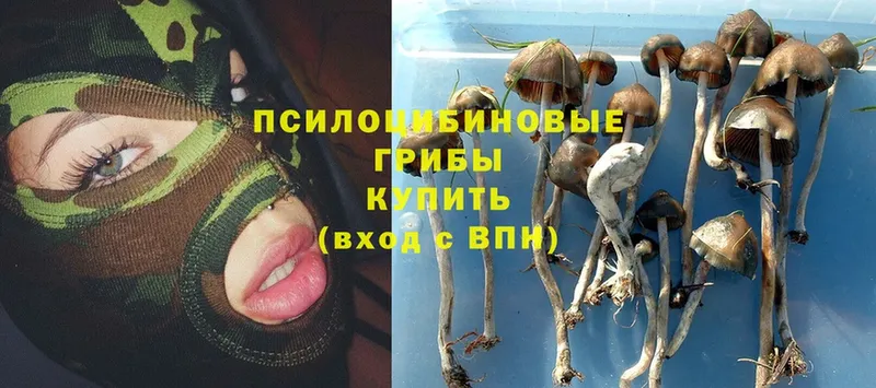 Псилоцибиновые грибы мицелий  Нестеровская 